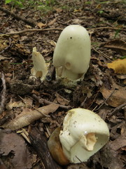 Amanita