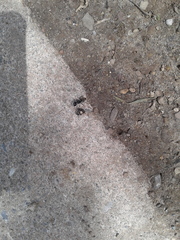 Camponotus pennsylvanicus