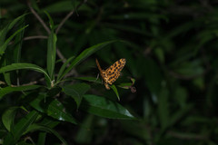 Epobeidia tigrata tigrata