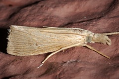 Eoreuma densellus