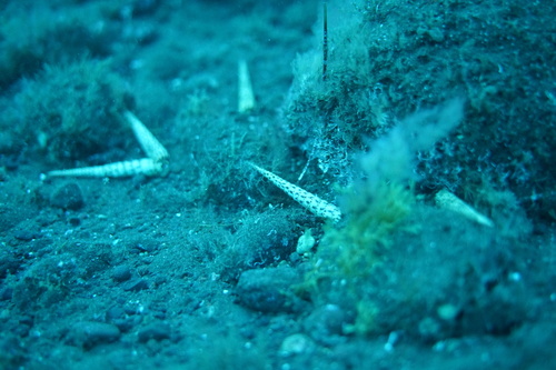 Terebra corrugata