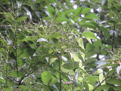 Cinnamomum burmanni