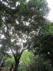 Cinnamomum burmanni