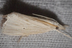 Xubida panalope