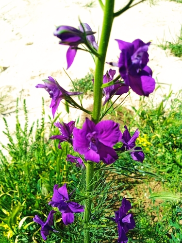 Image of Consolida orientalis by no rights reserved