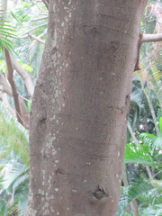 Cinnamomum burmanni