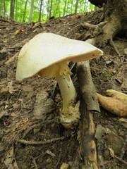 Amanita