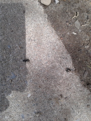 Camponotus pennsylvanicus