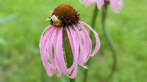 Image of Echinacea simulata by (c) john_hall, some rights reserved (CC BY)