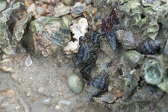 Metopograpsus frontalis