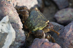Metopograpsus quadridentatus