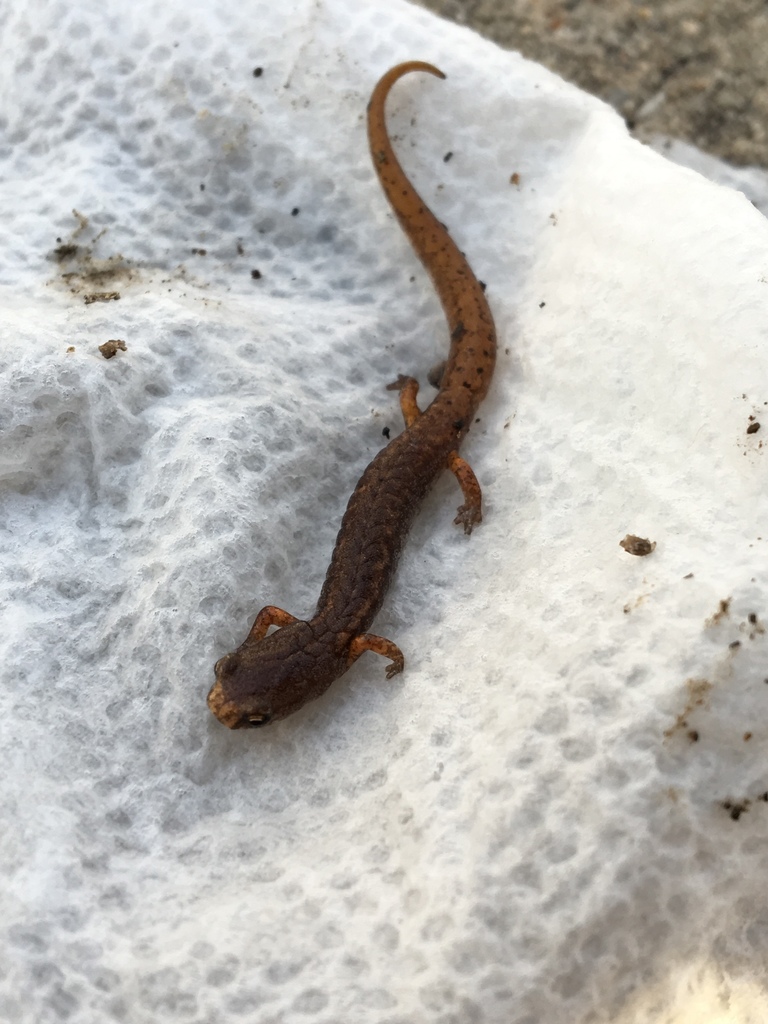 Fourtoed Salamander in May 2019 by Sarah Lippert. Retrieved from