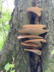 Cerioporus squamosus