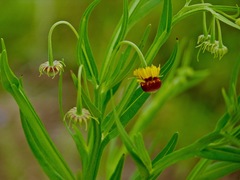 Helenium elegans