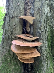 Cerioporus squamosus