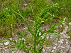 Helenium elegans