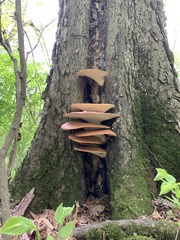 Cerioporus squamosus