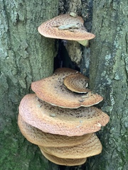 Cerioporus squamosus