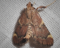 Hypsopygia intermedialis