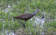 Aramus guarauna image