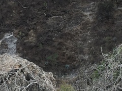 Agave temacapulinensis