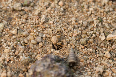 Scopimera intermedia