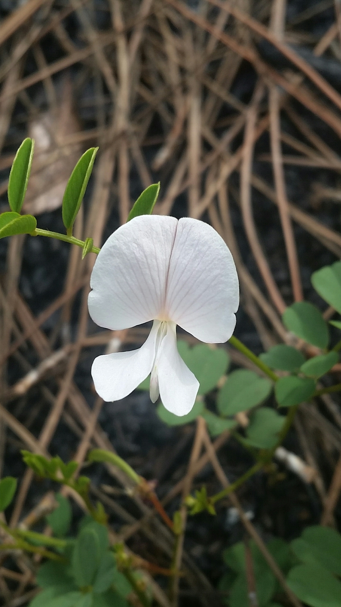 Tephrosia rugelii