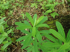 Euphorbia purpurea