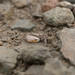 Northern Calling Fiddler Crab - Photo (c) Jacky Lau, some rights reserved (CC BY-NC), uploaded by Jacky Lau