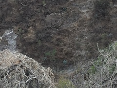 Agave temacapulinensis