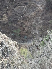 Agave temacapulinensis