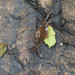 Varuna yui - Photo (c) Jacky Lau, algunos derechos reservados (CC BY-NC), subido por Jacky Lau
