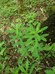 Euphorbia purpurea
