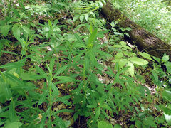 Euphorbia purpurea
