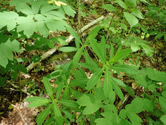 Euphorbia purpurea