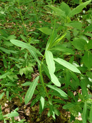 Euphorbia purpurea