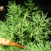 Asparagus macowanii - Photo (c) Forest and Kim Starr, alguns direitos reservados (CC BY)