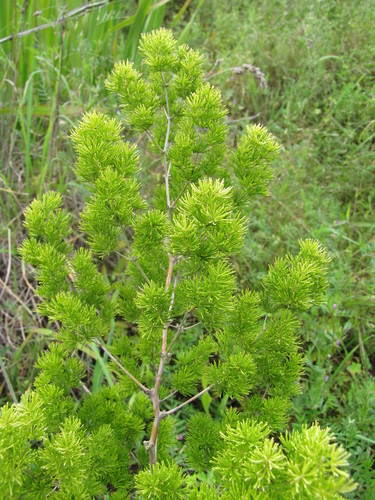 Asparagus macowanii