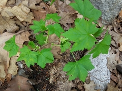 Ribes glandulosum