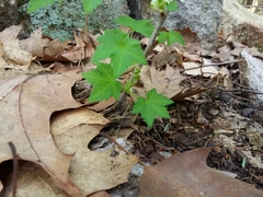 Ribes glandulosum