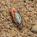 Splendid Fiddler Crab - Photo (c) Jacky Lau, some rights reserved (CC BY-NC), uploaded by Jacky Lau