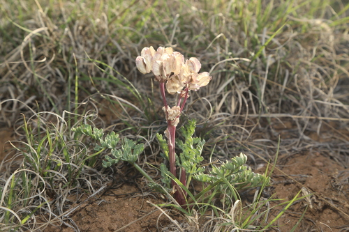 Image of Vesper constancei by (c) Reid Hardin, some rights reserved (CC BY)
