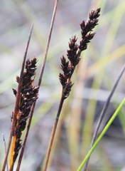 Machaerina teretifolia