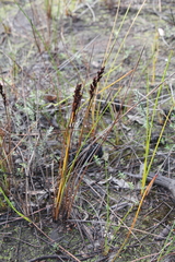 Machaerina teretifolia