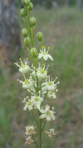 Image of Schoenolirion albiflorum by (c) Jay Horn, some rights reserved (CC BY)