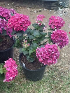 Hydrangea Dallas hydrangeas from Dallas, TX, USA on May 15, 2024 at 06:46 PM by moryam ...