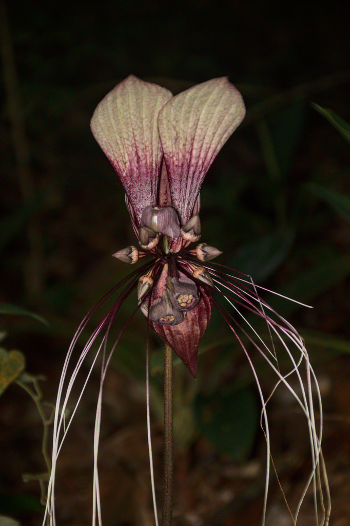 Tacca cristata