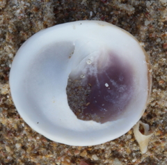 Sigapatella novaezelandiae