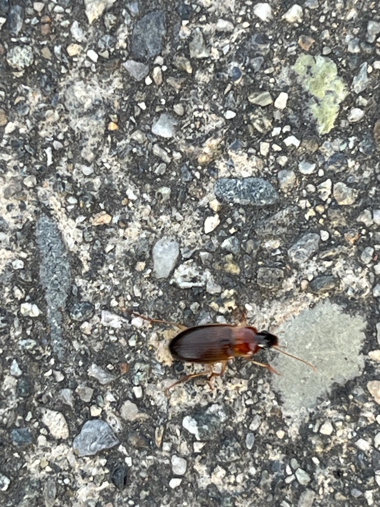 Calathus calceus