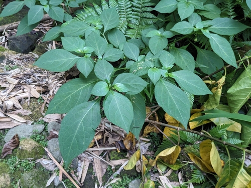 Tubocapsicum anomalum iNat (3)